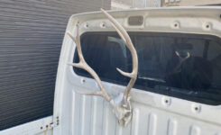 Deer Skull